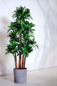 Close-up of potted plant on table against wall