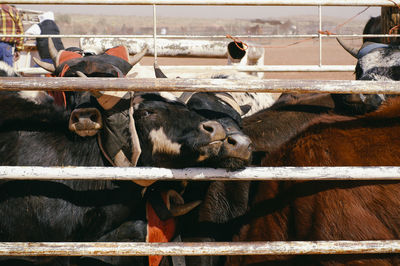 Close-up of cow in pen