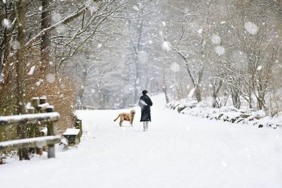 Dogs walking on snow covered field