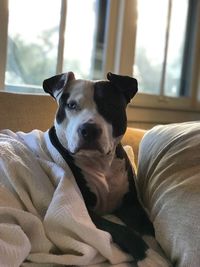 Portrait of dog sitting on window at home