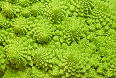 Full frame shot of green leaves