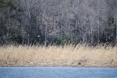 Scenic view of lake