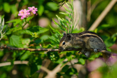 Close-up of squirrel
