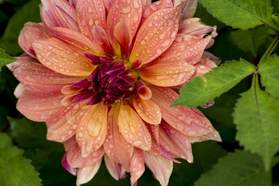 Close-up of water drops on day lily blooming outdoors