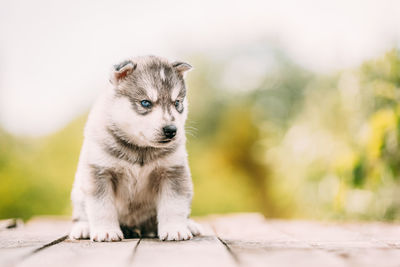 Close-up of dog