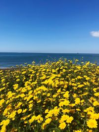 Yellow flowering plants by sea against sky