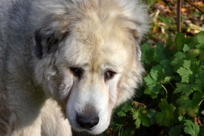 Close-up portrait of dog