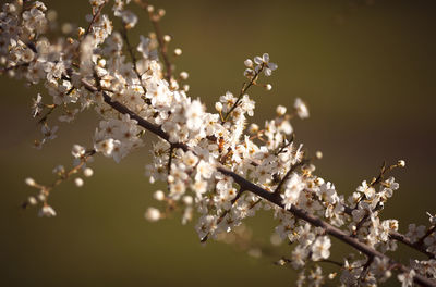 Apple blossoms in spring