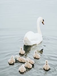 Swan floating on a lake