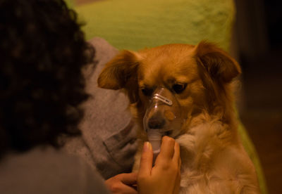 Vet applying oxygen mask to dog