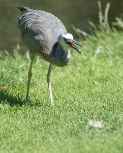 Bird on grassy field