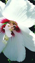 Close-up of white flower