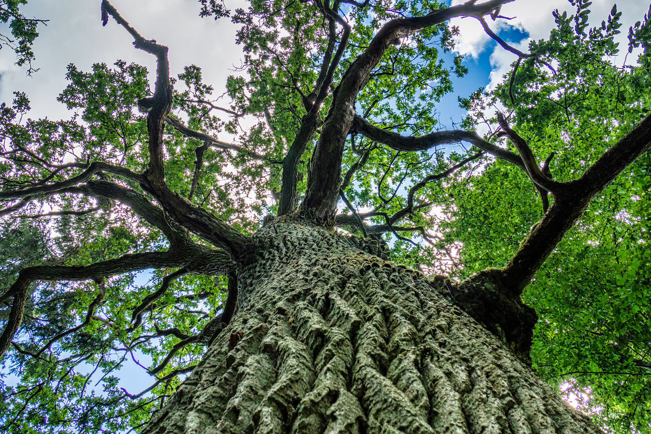 LOW ANGLE VIEW OF TREES IN FOREST AGAINST SKY