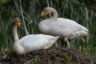 Close-up of swans on field