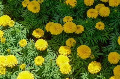 High angle view of yellow flowers