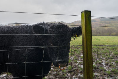 View of an animal on field