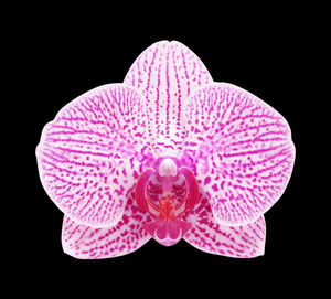 Close-up of pink flower over black background