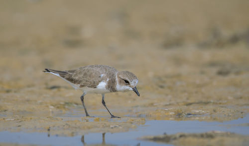 A little wild bird collecting food from water at the riversde in natural habit .