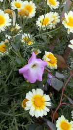 Close-up of yellow flowers blooming outdoors