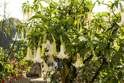 Plants growing on tree