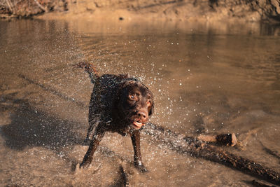 Dogs running in lake