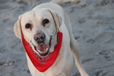 Close-up portrait of dog