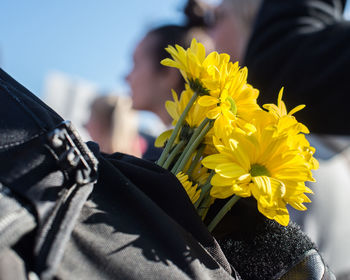 Close-up of fresh yellow flower