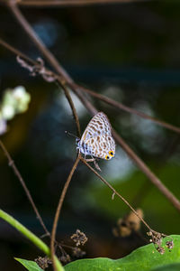 Close-up of butterfly on plant