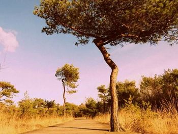 Road passing through forest