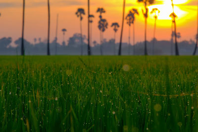 Close-up of crop growing on field during sunset