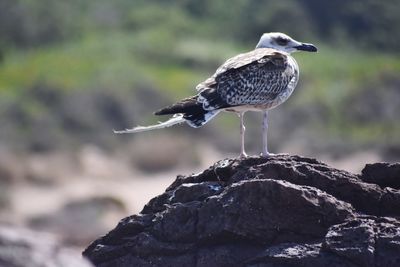 Close-up of bird perching on rock