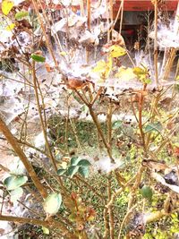 High angle view of dry plants on land