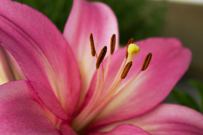 Close-up of pink lily blooming outdoors