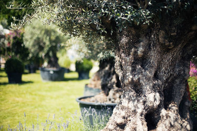 Close-up of tree trunk