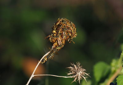 Close-up of insect on flower