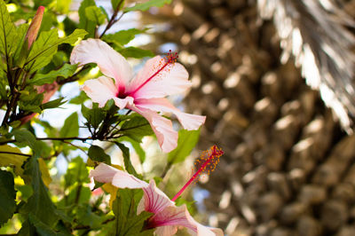 Close-up of pink flowers