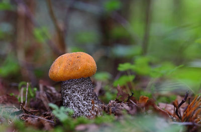 Close-up of leccinum mushroom growing on field