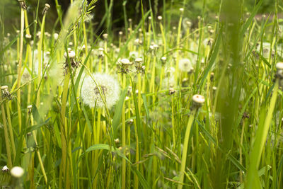 Close-up of flowering plants on field