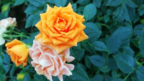 Close-up of rose plant