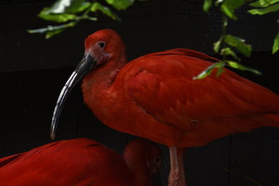 Close-up of parrot perching on plant