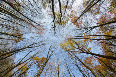 Low angle view of trees against sky