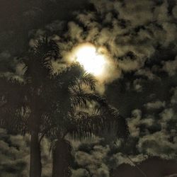 Low angle view of trees against sky at night