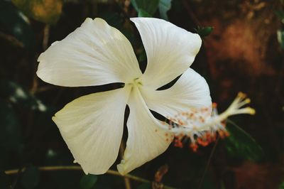 Close-up of white flower blooming outdoors