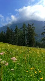 Scenic view of grassy field against sky