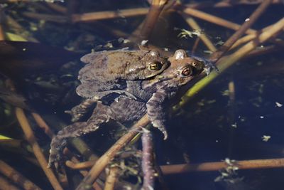 Close-up of two frogs mating