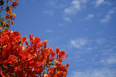 Low angle view of flowering plant against blue sky