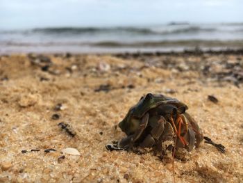 Close-up of crab on sand at beach