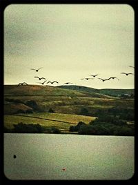 Birds flying over white background