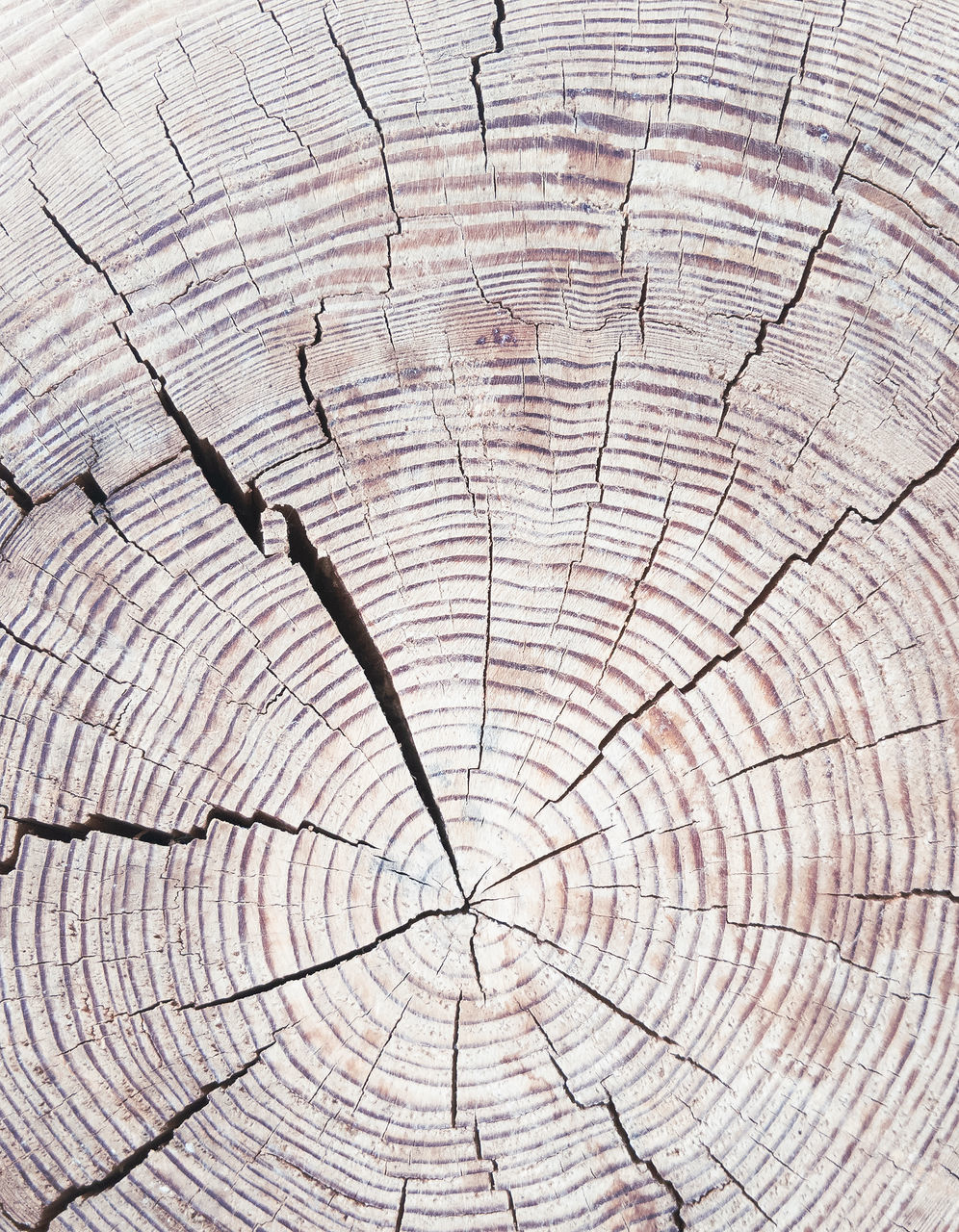 CLOSE-UP OF TREE STUMP