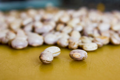 Close-up of shell on the table